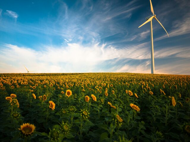 windmill in a field of sunflowers